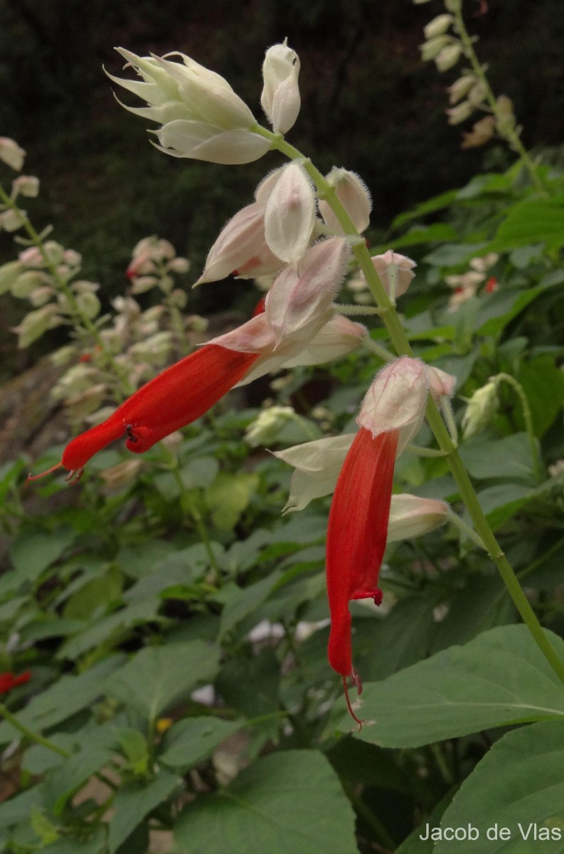 Salvia splendens Sellow ex Nees